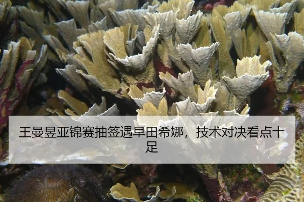 wang-man-yu-ya-jin-sai-chou-qian-yu-zao-tian-xi-na-ji-shu-dui-jue-kan-dian-shi-zu-3-114.jpg
